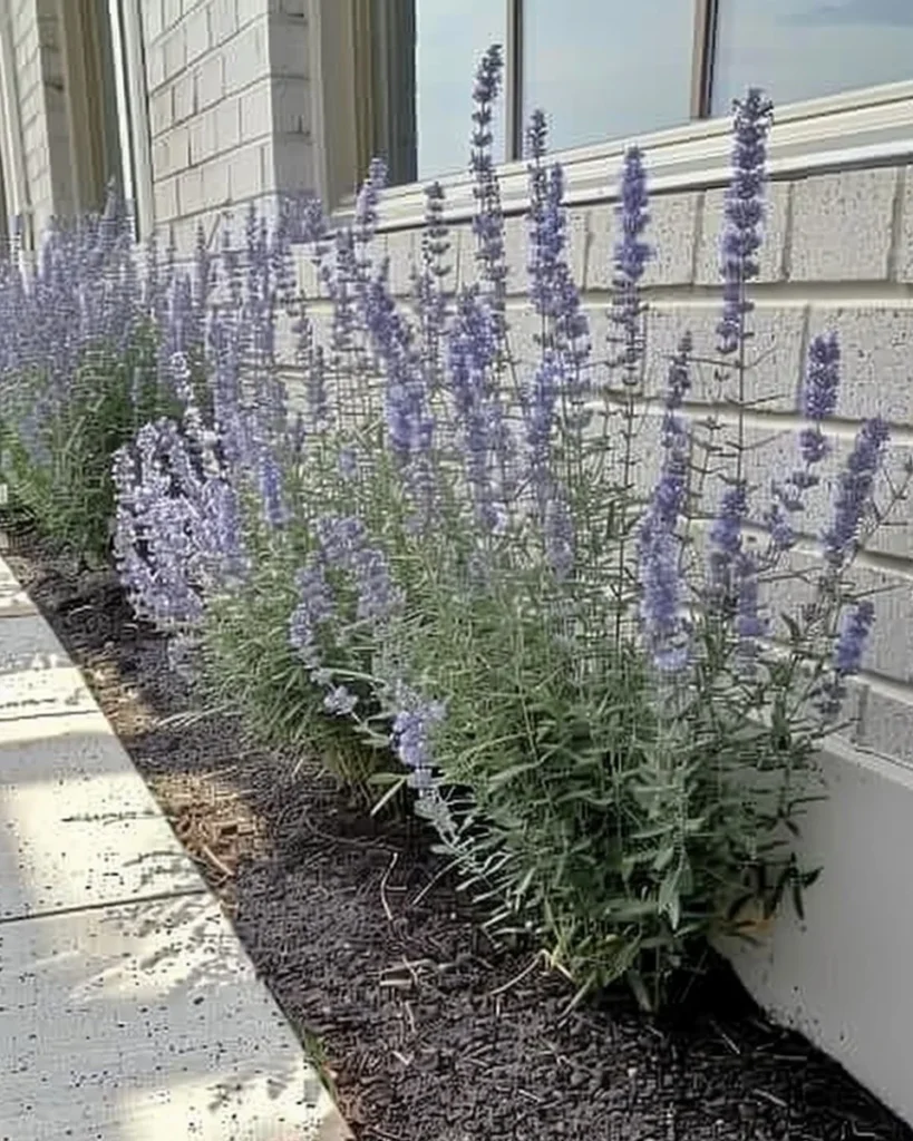 12 plants from cuttings for easy growing in January.