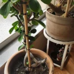 Various plants grown from cuttings displayed in pots