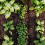 Frugal gardening tips for budget-friendly garden solutions