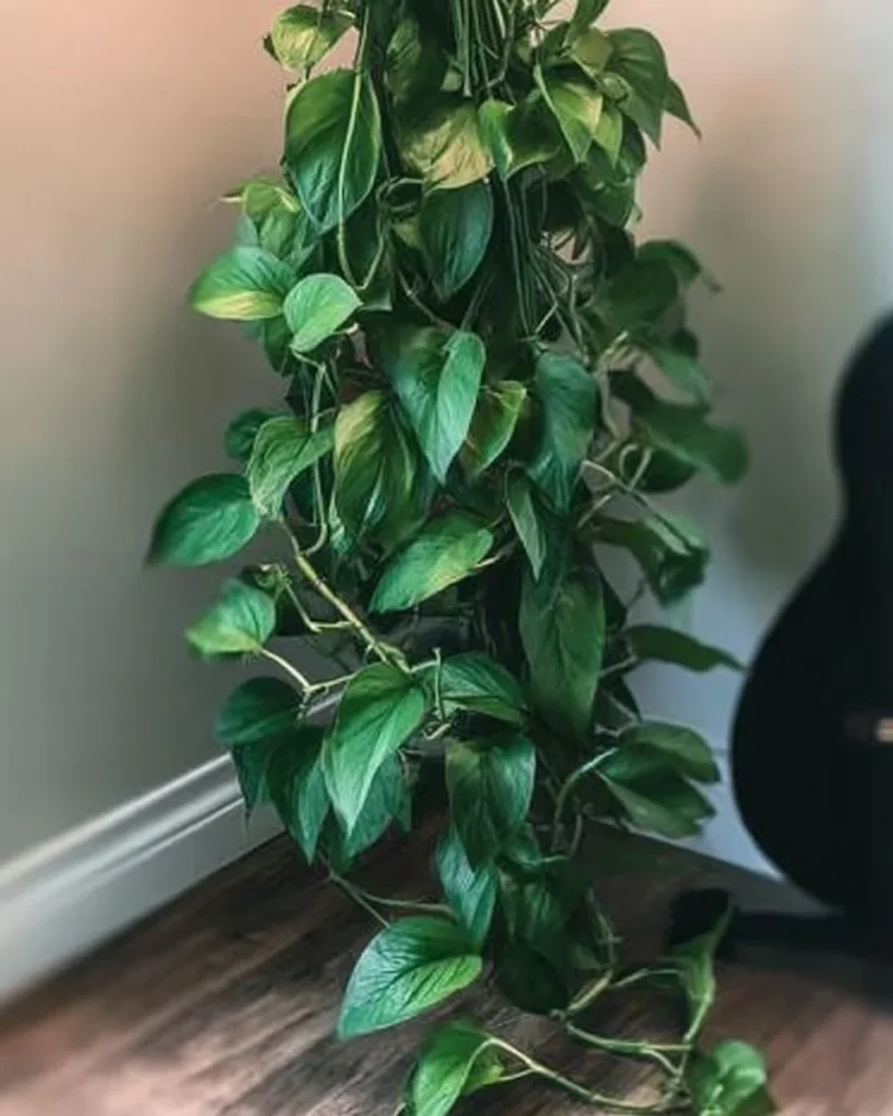 Healthy bushier pothos plant growing lush and vibrant indoors