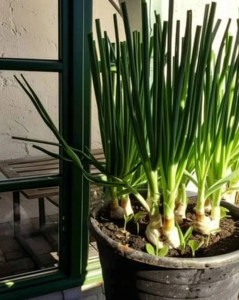 Image of fresh scallions growing indoors using simple tactics