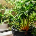Indoor parsley plant growing tips for fast growth and easy care