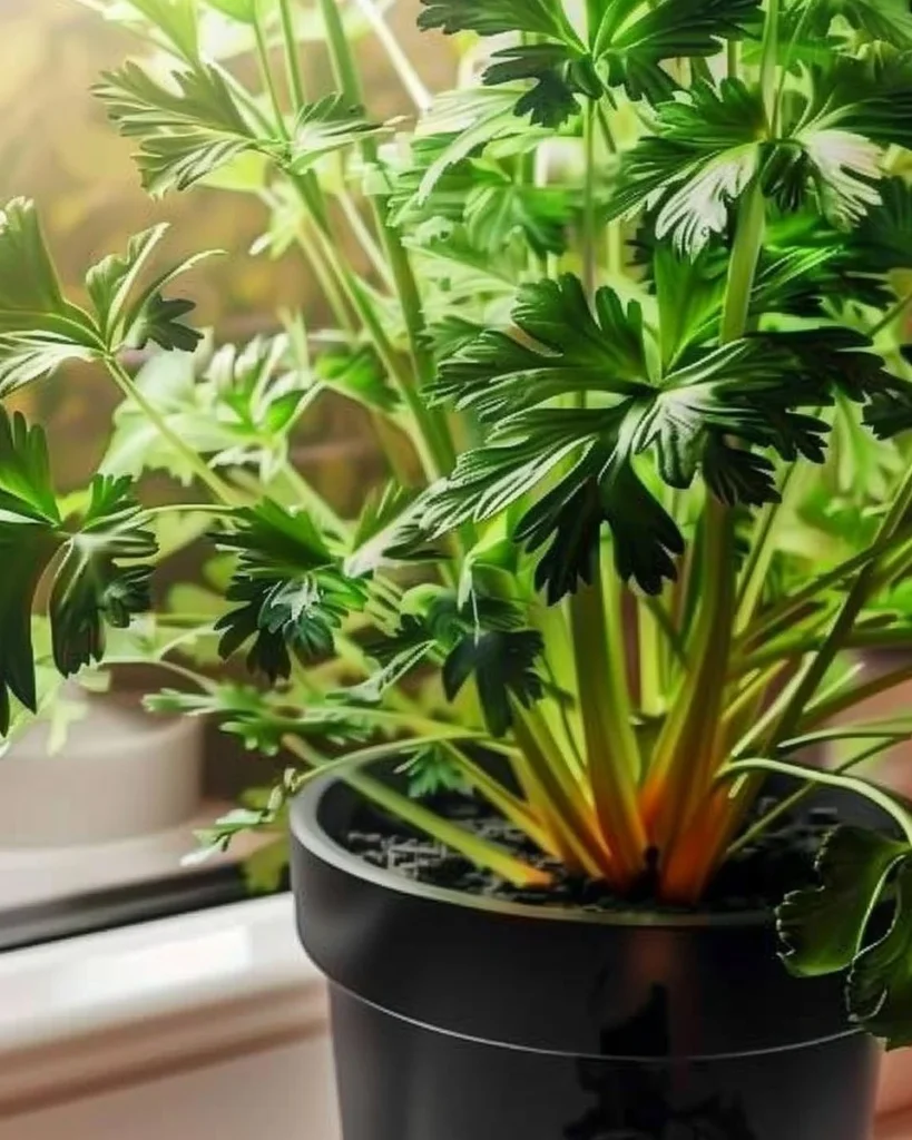 Indoor parsley plant growing tips for fast growth and easy care