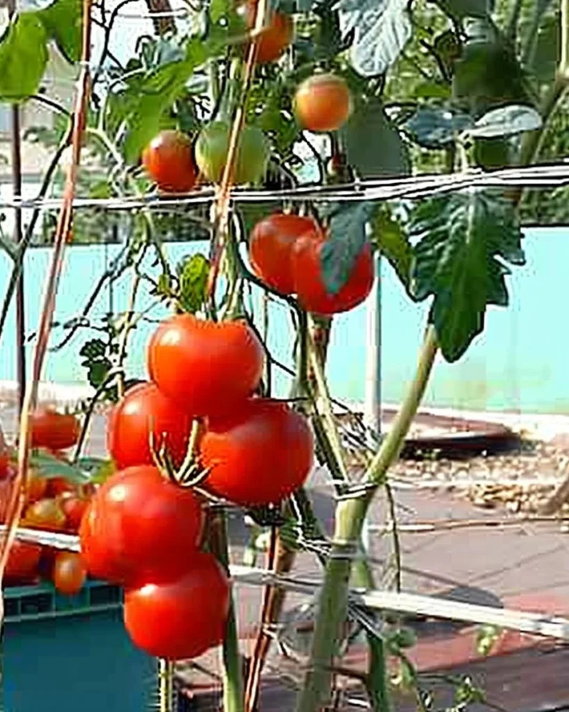Gardener showcasing huge, juicy tomatoes grown using expert tips and hacks.