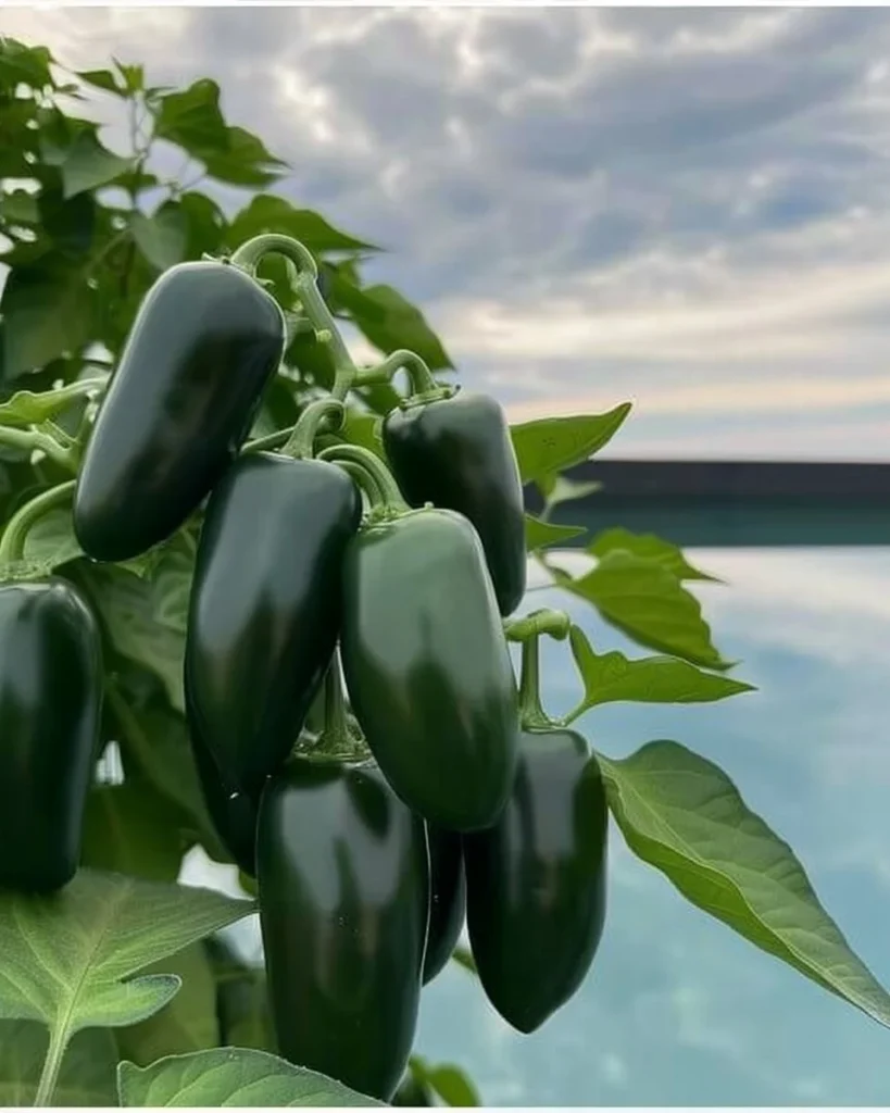 Easily growing jalapenos in a home garden with minimal effort.
