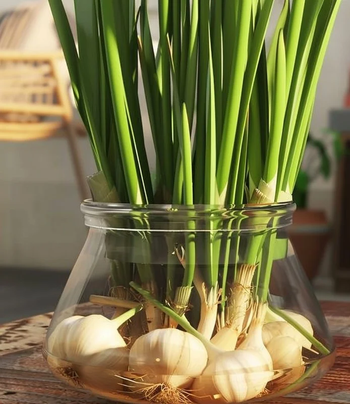 Growing healthy garlic in water: step-by-step guide for home gardeners