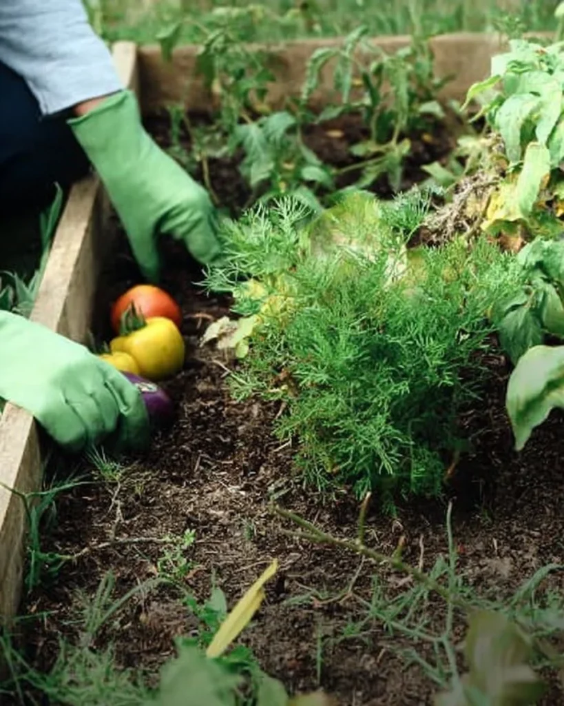 A colorful variety of easy vegetables to grow in your first garden.
