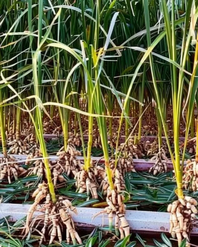 Fresh ginger plants growing in a garden for home cultivation.