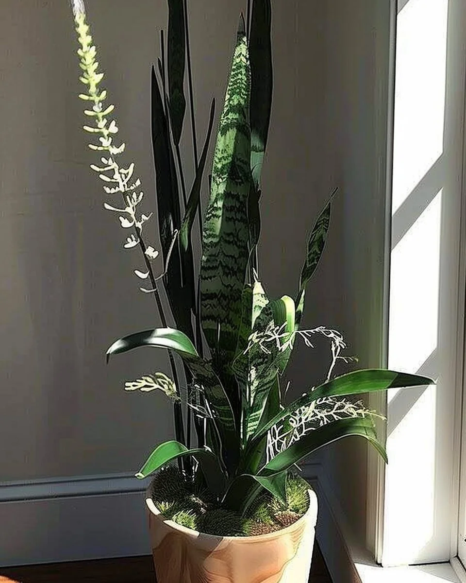 Blooming snake plant with fragrant flowers in a home setting