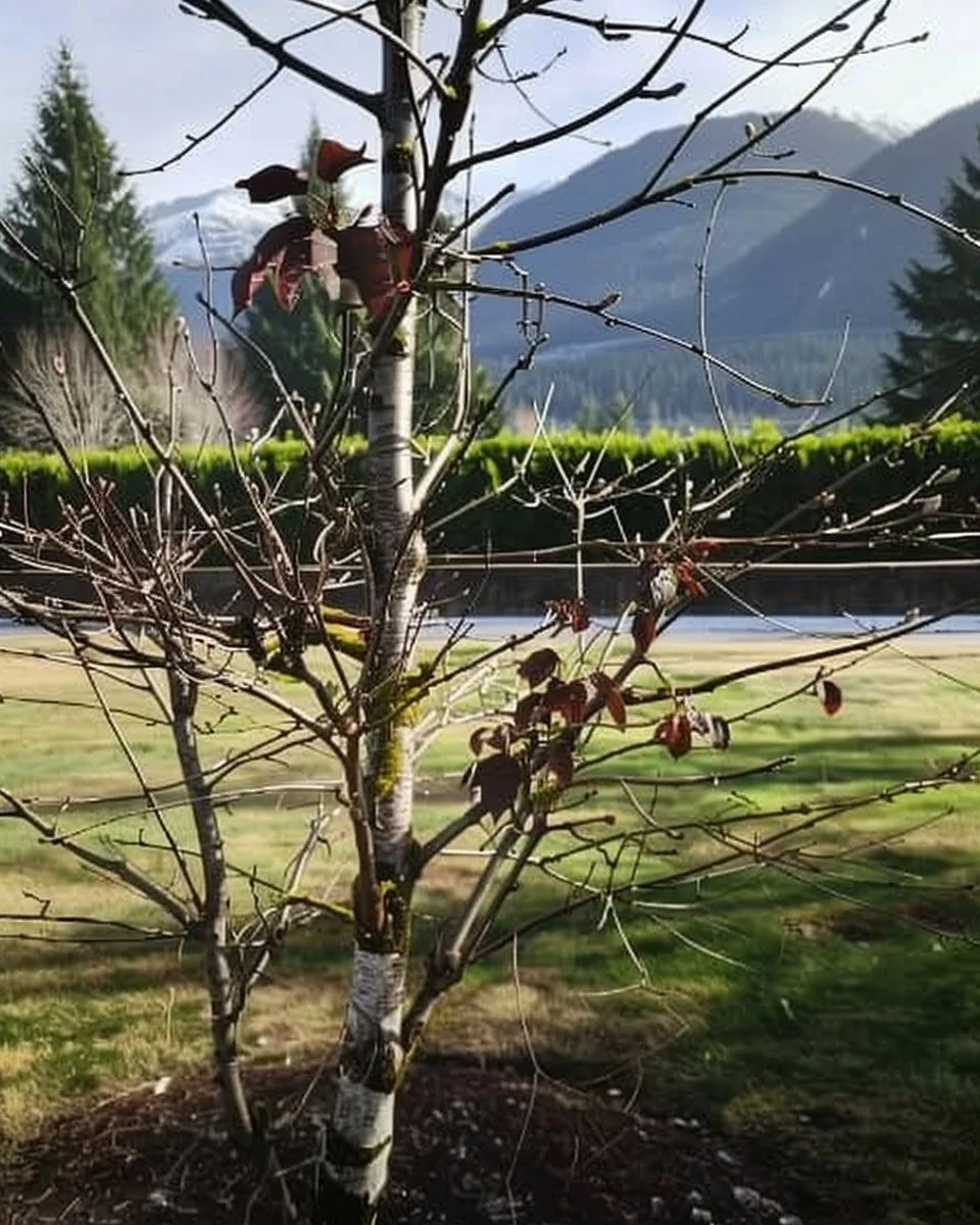 How to Prune Apple Trees (Winter or Summer?)