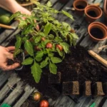 10 effective tips to save money in your garden and grow sustainably.