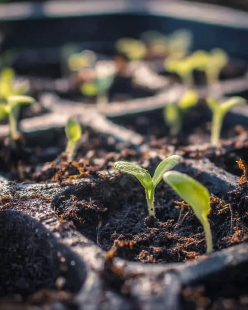 Budget-friendly methods for starting seeds indoors