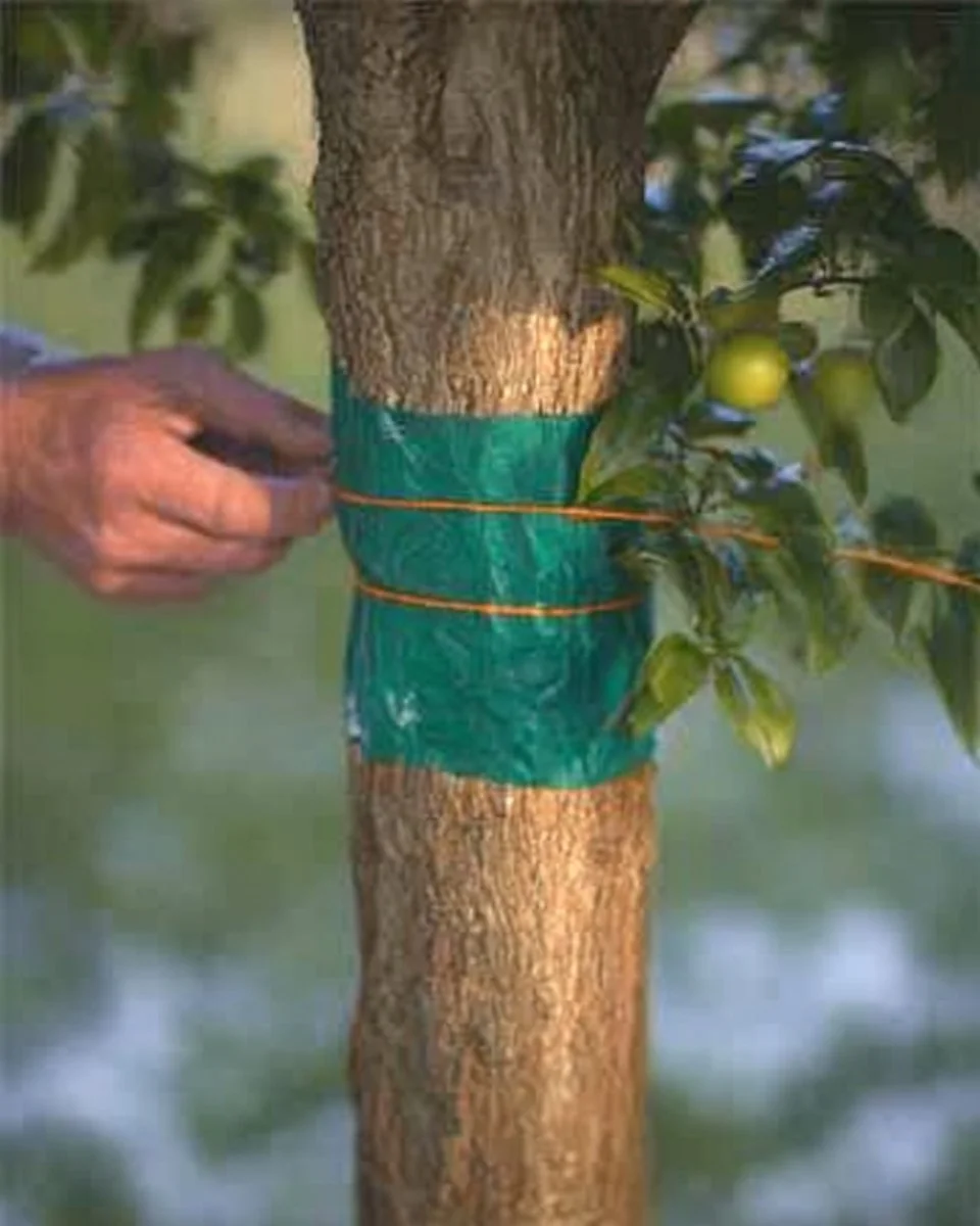 Winter care tips for healthy fruit trees during cold months