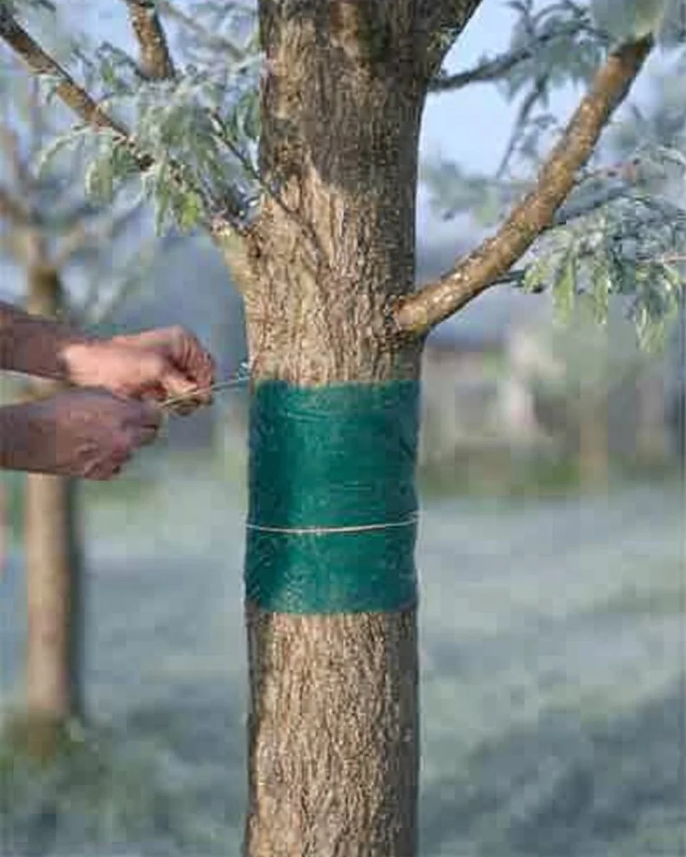 Winter Care for Fruit Trees